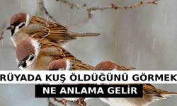 Rüyada Kuşun Öldüğünü Görmek Ne Anlama Gelir, Neye İşarettir? Anlamı, Yorumu